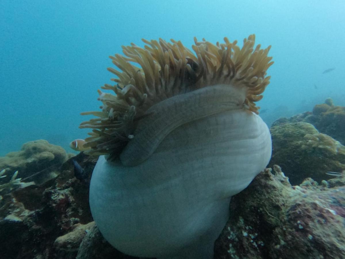 Maratua Dive Center And Lodge Maratua Island Екстериор снимка