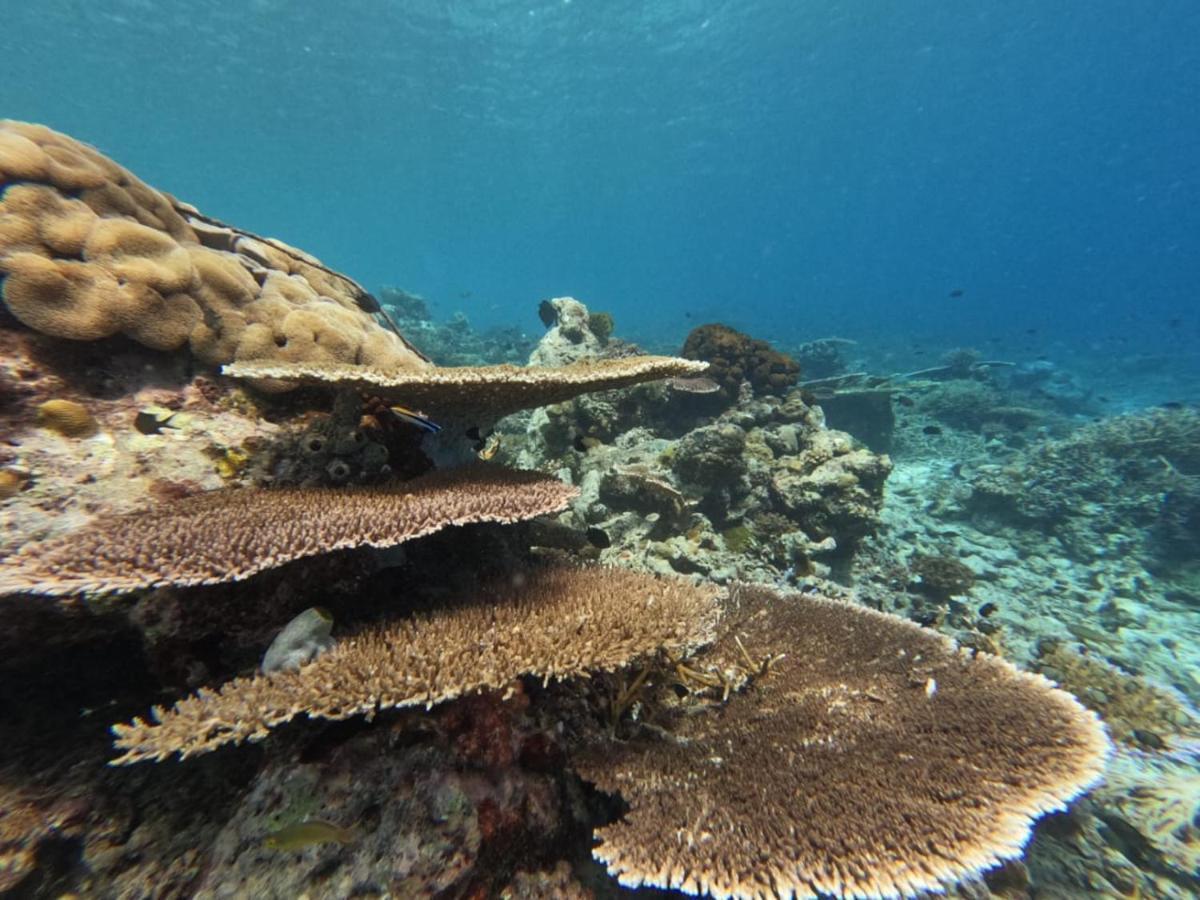 Maratua Dive Center And Lodge Maratua Island Екстериор снимка