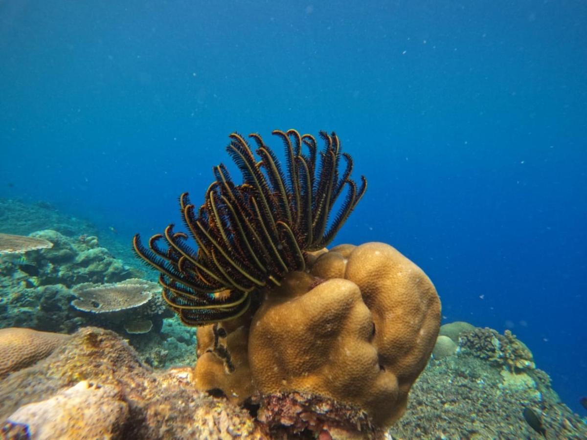 Maratua Dive Center And Lodge Maratua Island Екстериор снимка